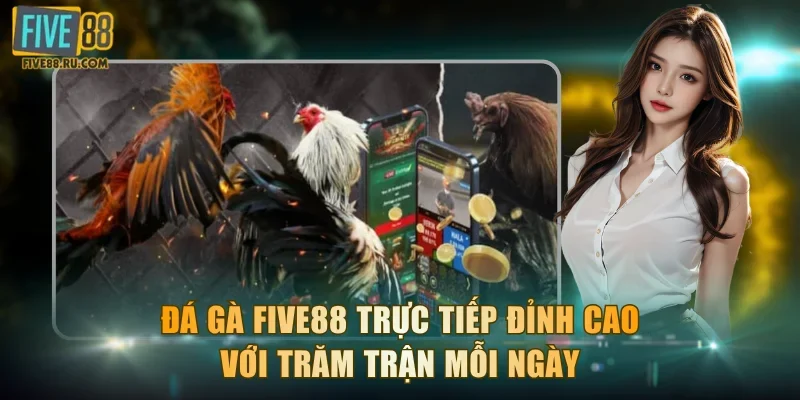 Đá Gà FIVE88 Trực Tiếp Đỉnh Cao Với Trăm Trận Mỗi Ngày